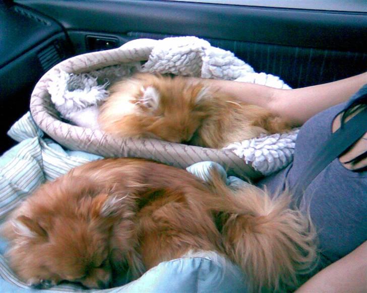 Pomeranian Victor - når man skal køre hele vejen hjem fra holland er det godt at man kan sove tiden væk i kurven sammen med zaphira. billede 8