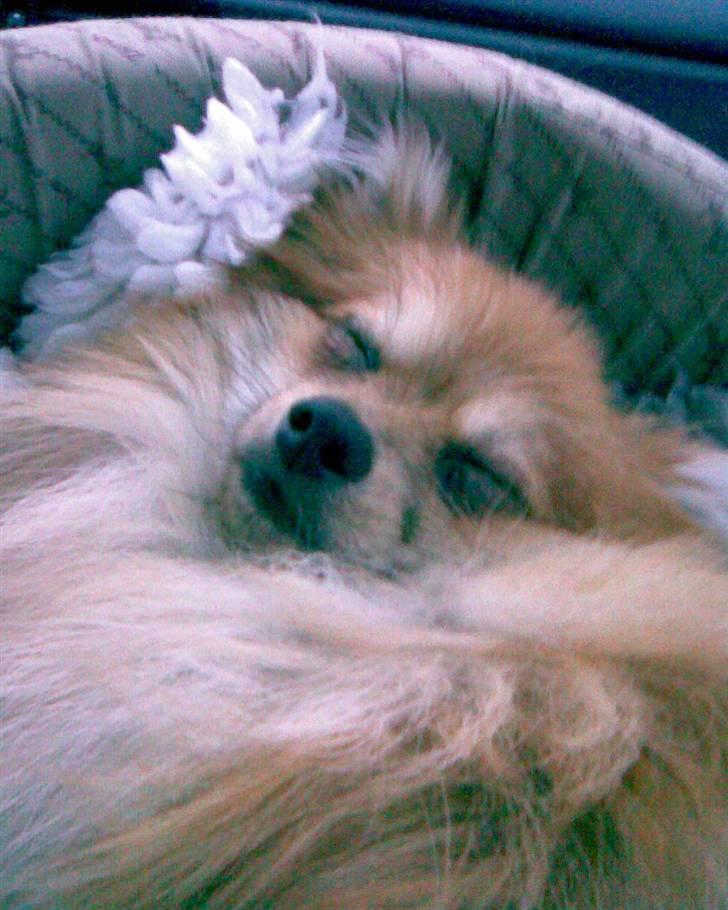 Pomeranian Victor - sovetrynen..  billede 9