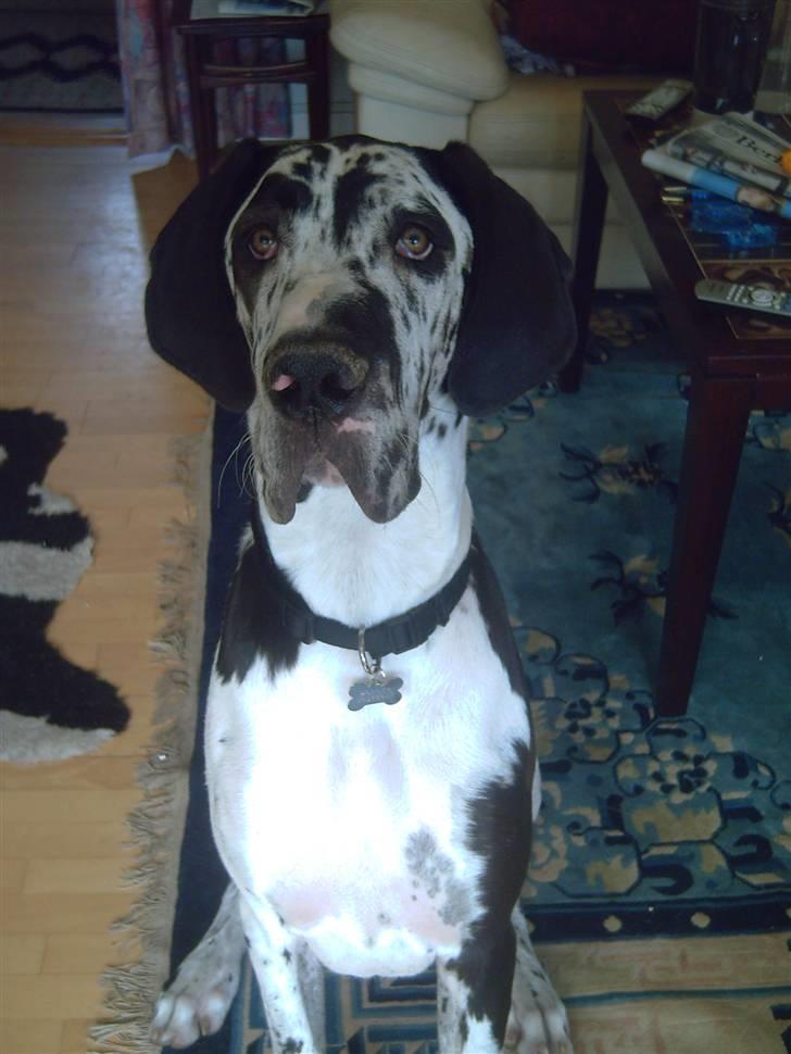 Grand danois Hektor billede 10