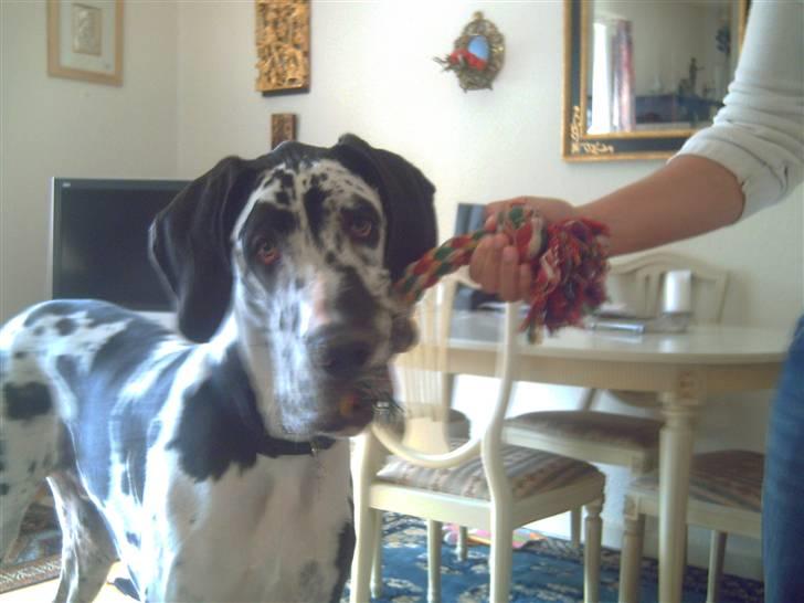 Grand danois Hektor billede 11