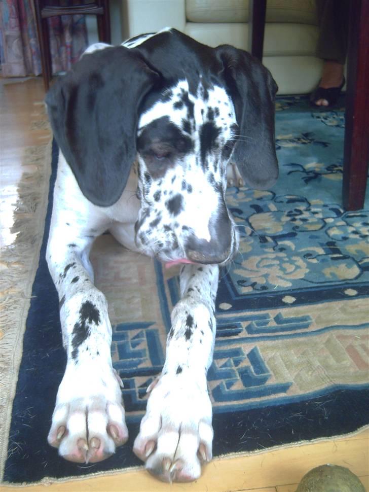 Grand danois Hektor billede 12