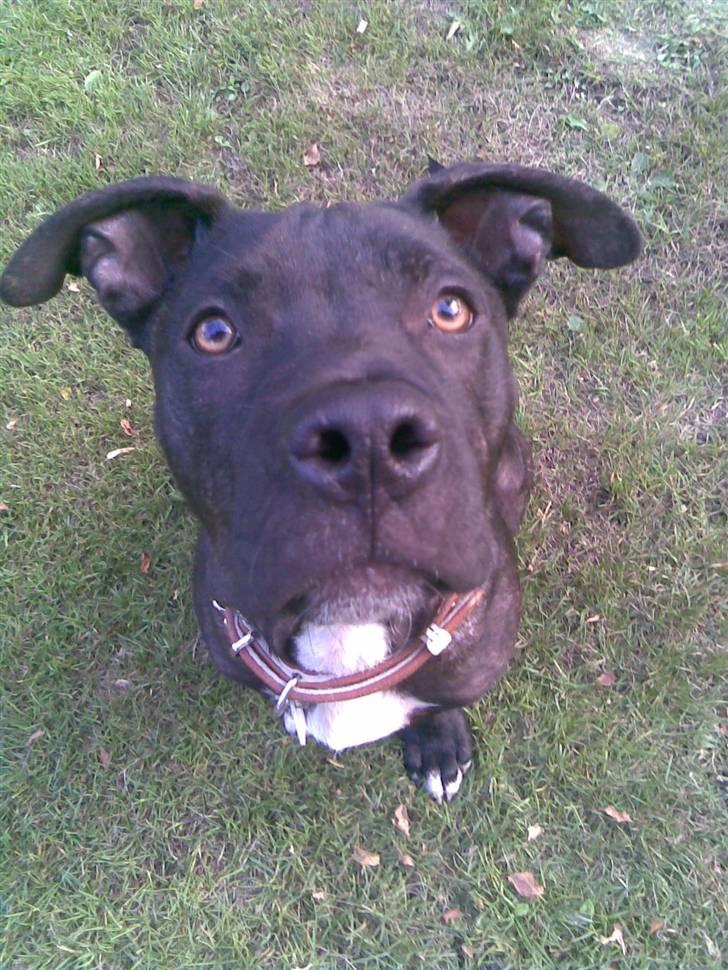 Amerikansk staffordshire terrier Brian ! R.I.P ='(  - slapper af med far ;o billede 8