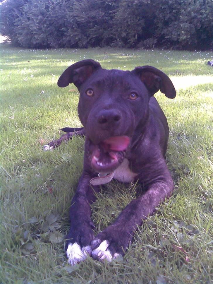 Amerikansk staffordshire terrier Brian ! R.I.P ='(  - jaah =p billede 9