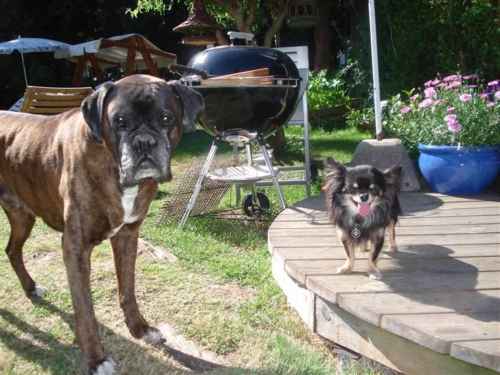 Chihuahua Tyson billede 10