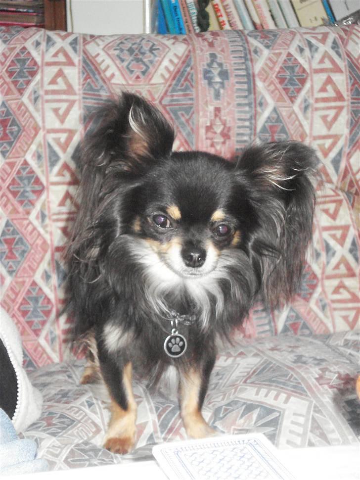 Chihuahua Tyson billede 11