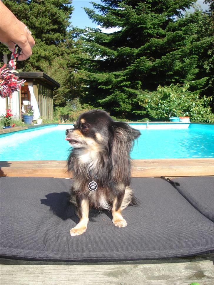 Chihuahua Tyson billede 12