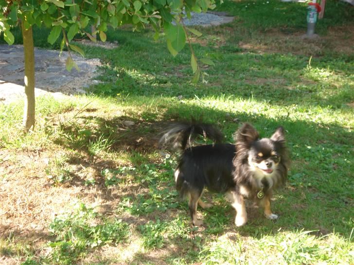 Chihuahua Tyson billede 13