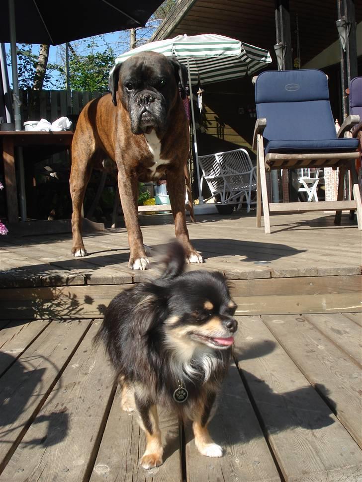 Chihuahua Tyson billede 14