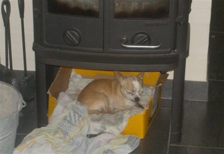 Chihuahua Mexi Xaxo (Xaxo) (R.I.P.) - Xaxo i Samba kasse. her er vi i sommerhus. Majestæt sengen kunne ikke være i bilen :( billede 14