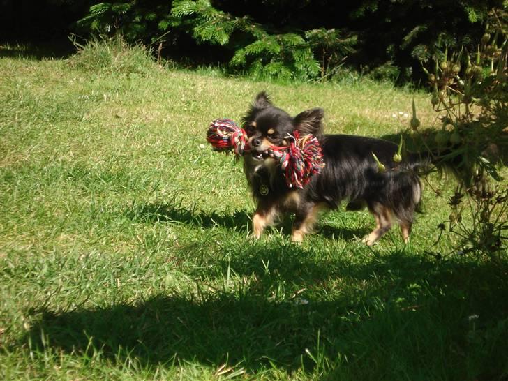 Chihuahua Tyson billede 15