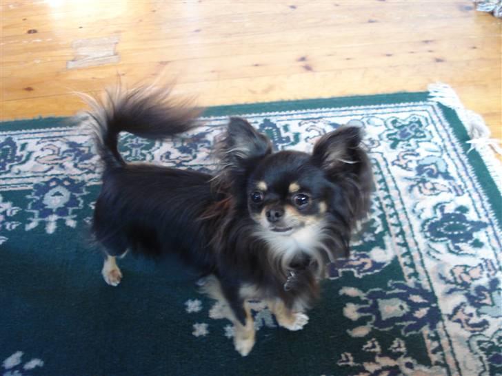 Chihuahua Tyson billede 16