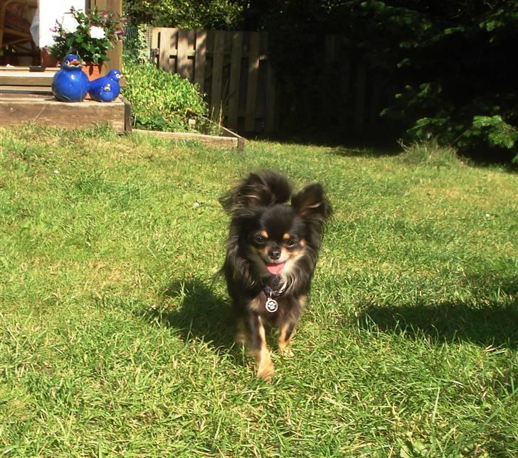 Chihuahua Tyson billede 17