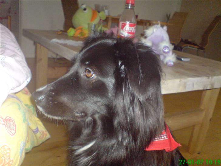 Border collie Belle billede 1