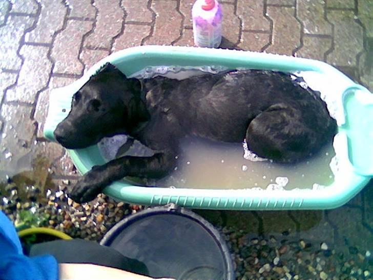 Labrador retriever Balto billede 16