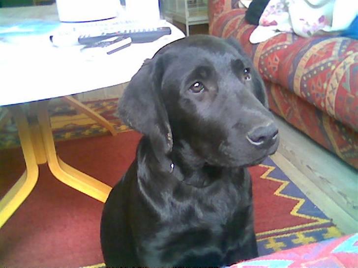 Labrador retriever Balto billede 17