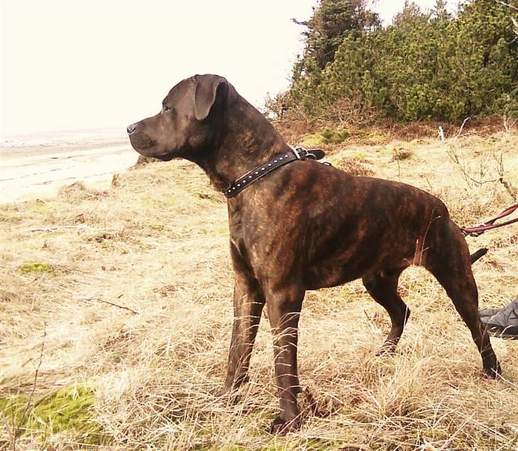 Blanding af racer Aiko billede 1