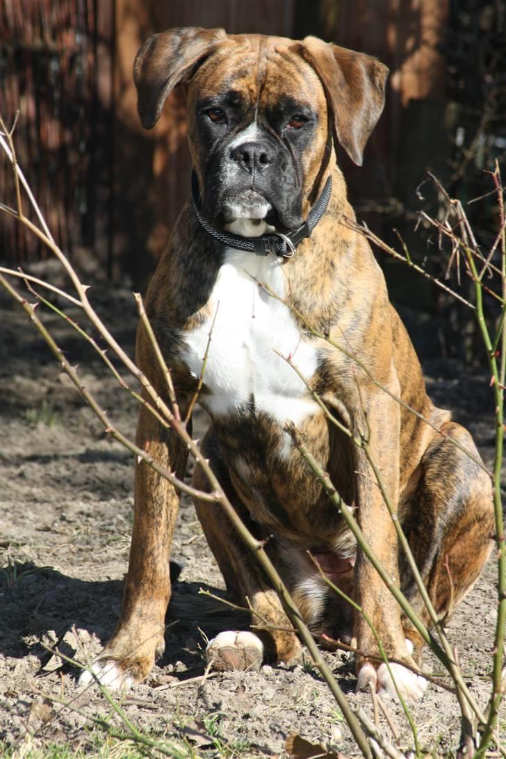 Boxer Coco Chanel billede 11