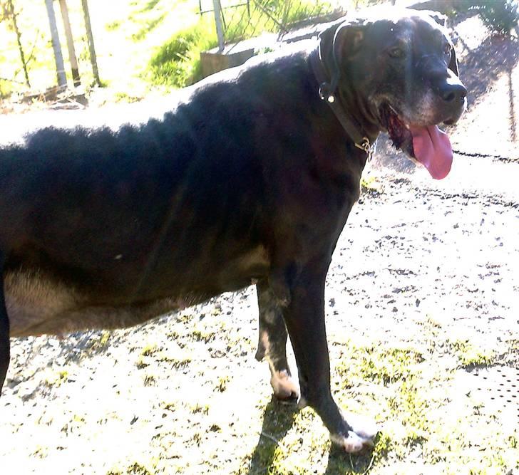 Grand danois Baby billede 18