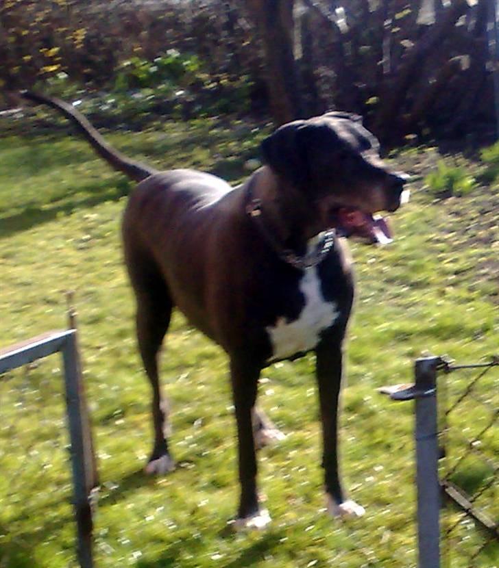 Grand danois Baby billede 19