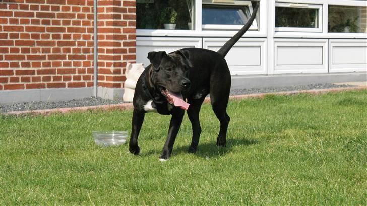 Amerikansk staffordshire terrier R.I.P Rex 18/7.07-16/9.09 - . billede 9