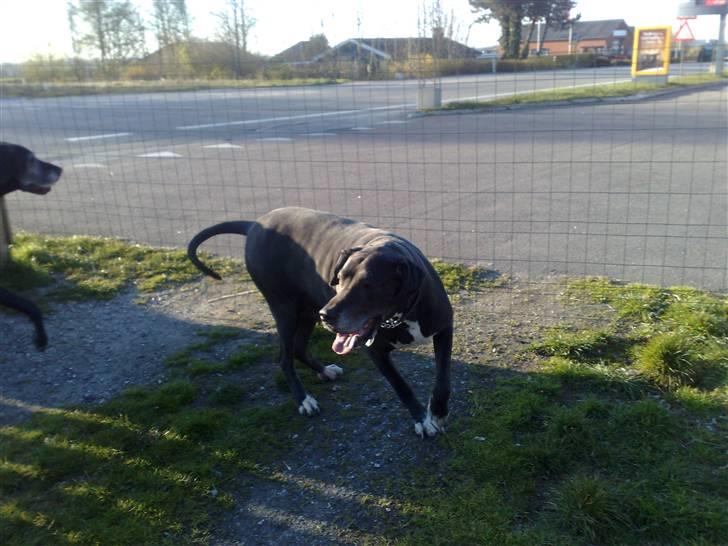 Grand danois Baby billede 20