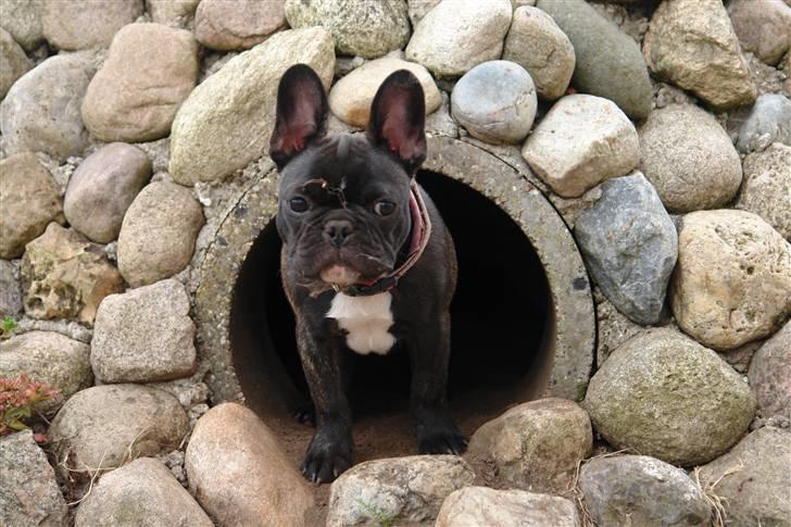 Fransk bulldog Lui Aimeé Coco Chanel billede 7