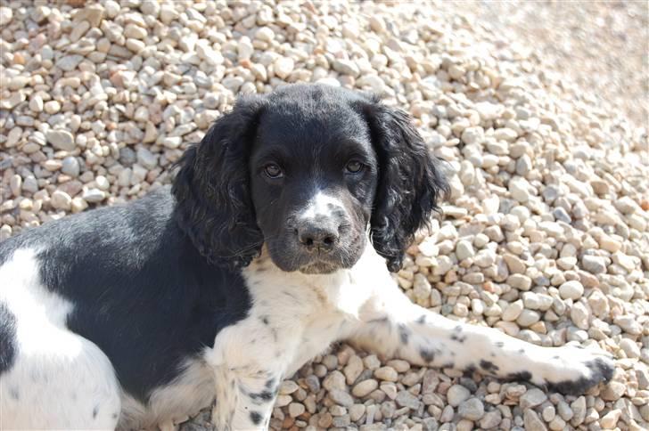 Engelsk springer spaniel Amy billede 1