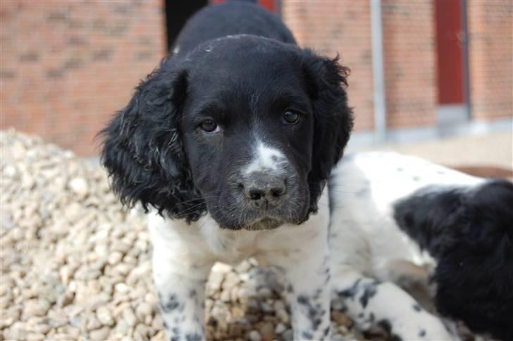 Engelsk springer spaniel Amy billede 4