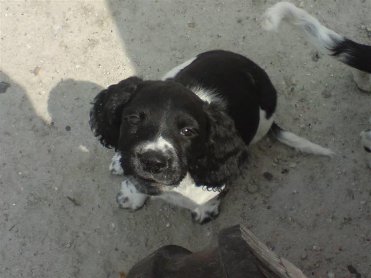 Engelsk springer spaniel Amy billede 6