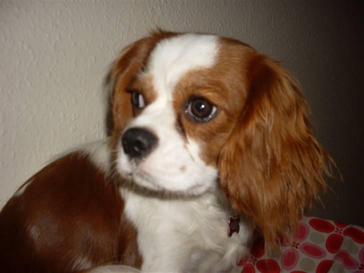 Cavalier king charles spaniel Cavasoles Nuggi - Nuggi 8 1/2 mdr. billede 1