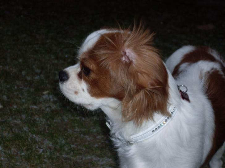 Cavalier king charles spaniel Cavasoles Nuggi - Uha hvor det blæser billede 2