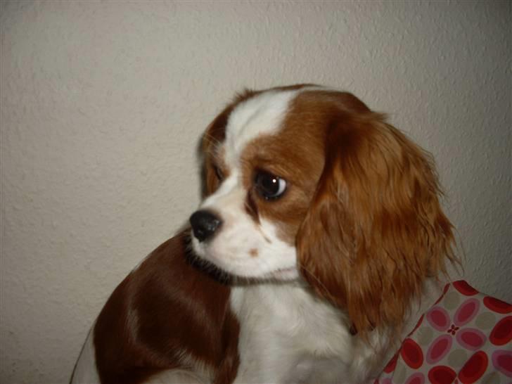 Cavalier king charles spaniel Cavasoles Nuggi billede 3