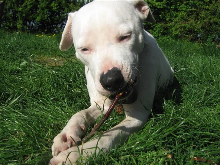 Blanding af racer Checco - Velkommen til min profil billede 1