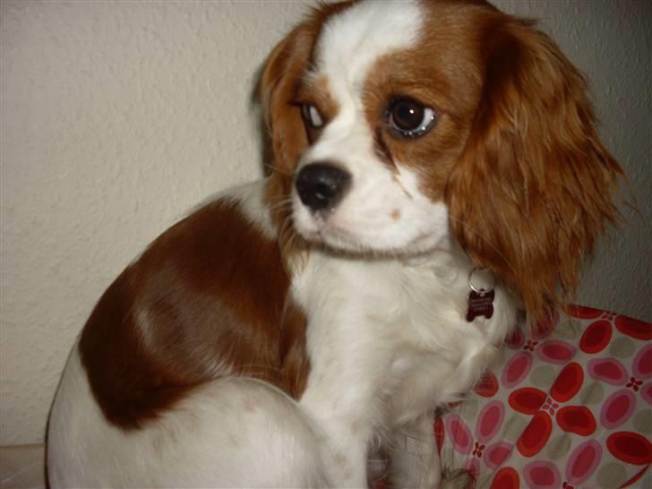 Cavalier king charles spaniel Cavasoles Nuggi billede 4