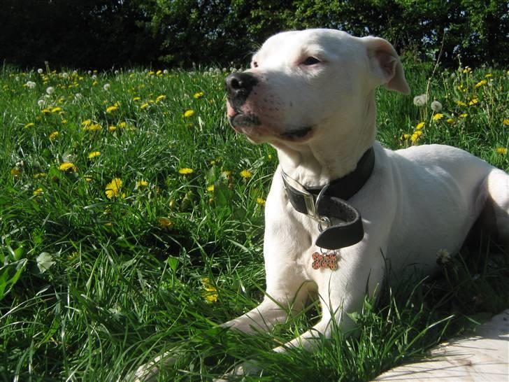 Blanding af racer Checco - Ligger og nyder forårs solen billede 2