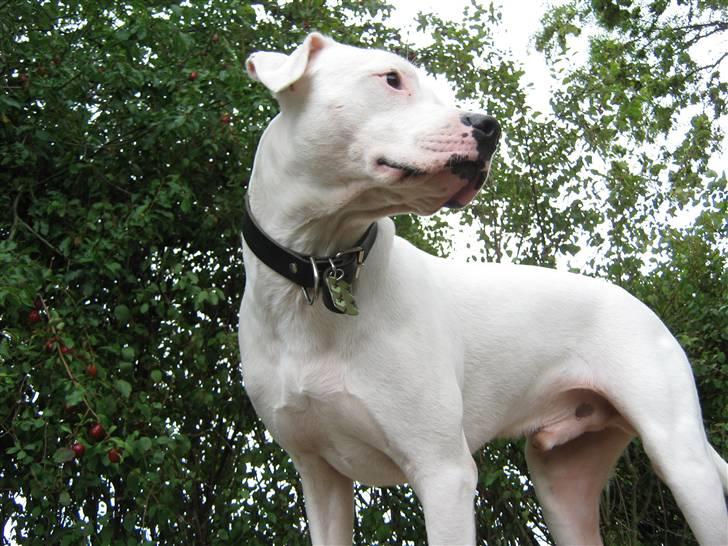 Blanding af racer Checco - Lidt nedefra :) billede 3