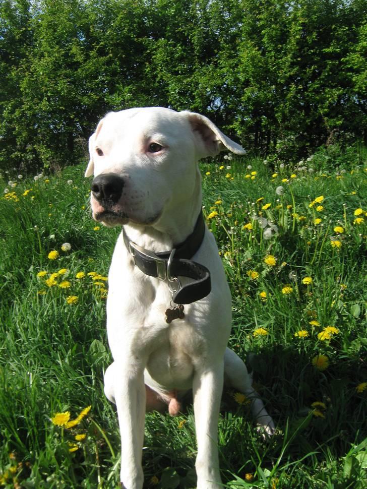 Blanding af racer Checco - Pretty Boy billede 4