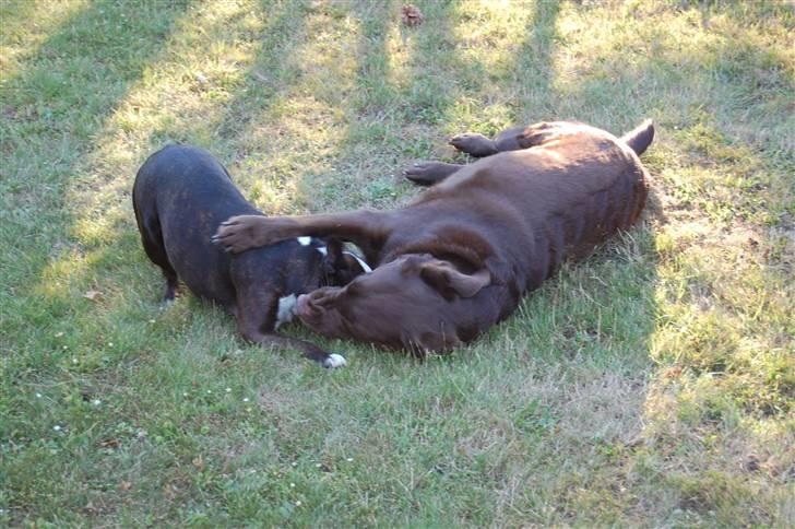 Blanding af racer Balto billede 17