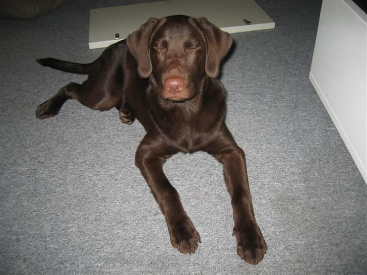 Blanding af racer Balto billede 18