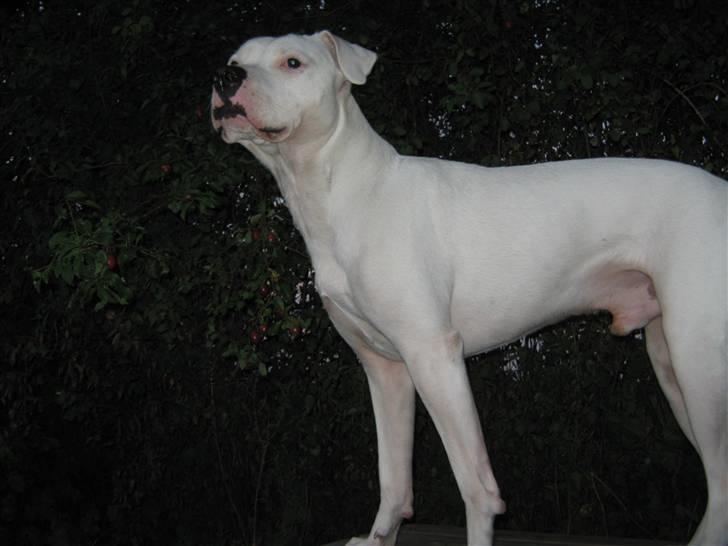 Blanding af racer Checco - Står og holder øje med sin have billede 6