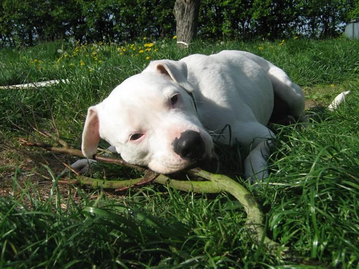 Blanding af racer Checco - Jeg elsker pinde. Mums billede 7