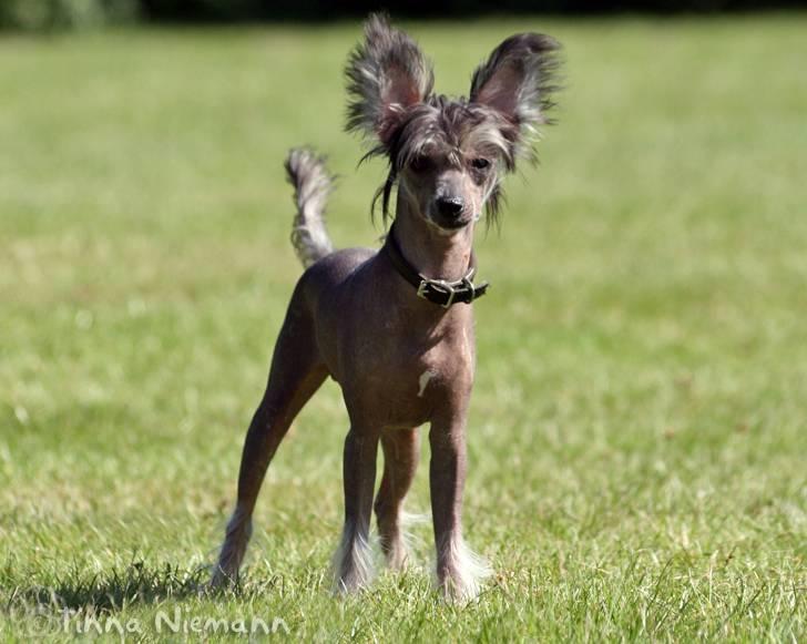 Chinese crested hårløs Mexi Shico-Liv - Hej, det er mig der hedder Sicki - velkommen til min profil  billede 2