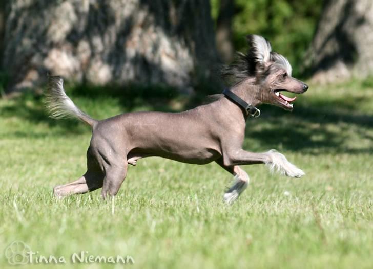 Chinese crested hårløs Mexi Shico-Liv - Hopla billede 6