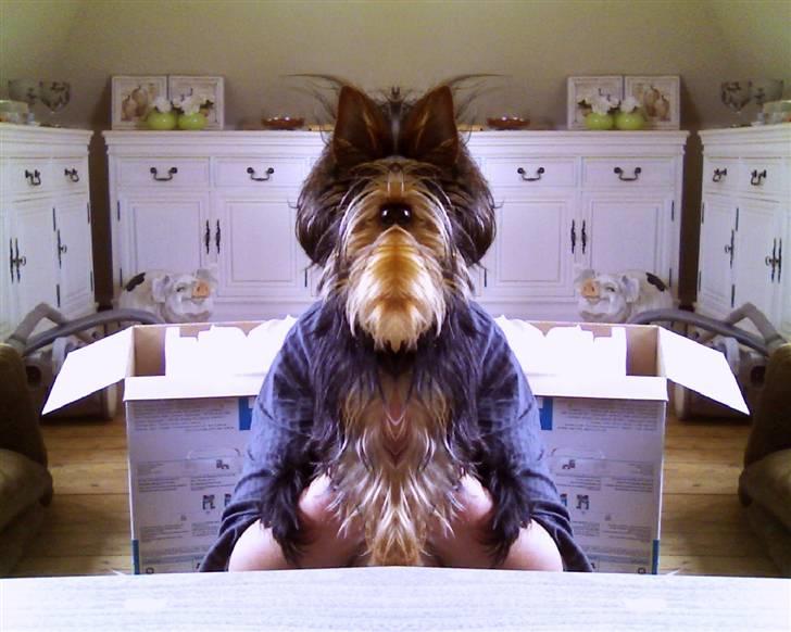 Blanding af racer Norah billede 17