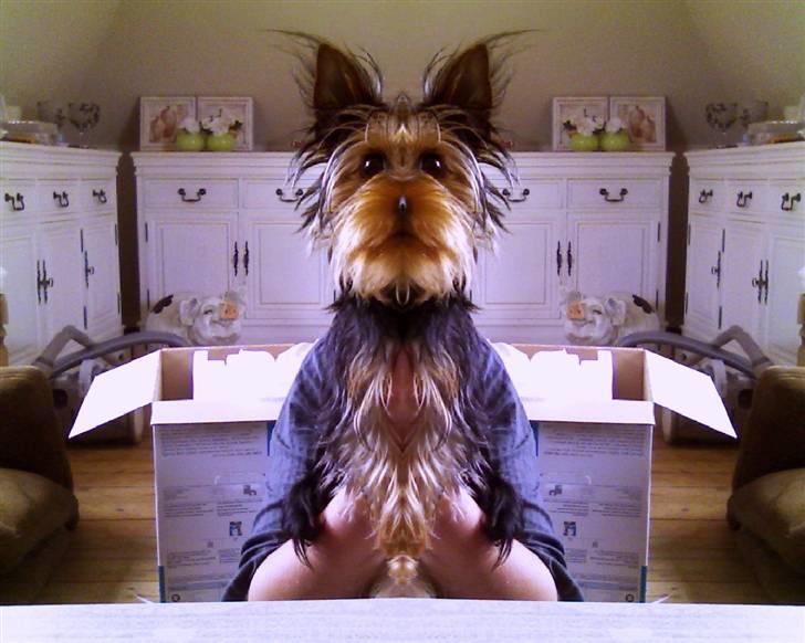 Blanding af racer Norah billede 18