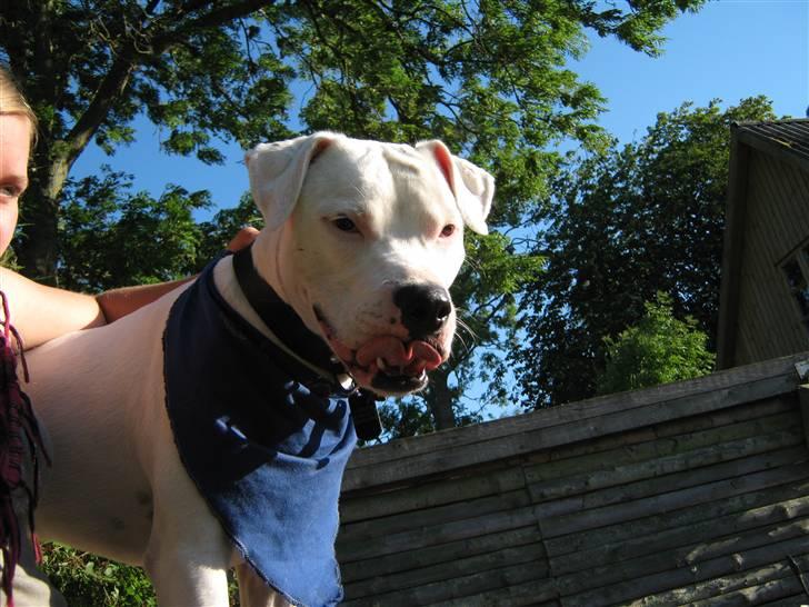 Blanding af racer Checco - Hej mor. Jeg er kommet højt op :)  billede 8