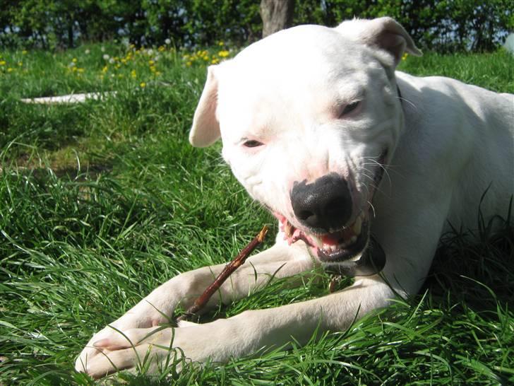 Blanding af racer Checco - Bare rolig. Jeg er ikke så farlig som jeg ser ud. :) billede 9