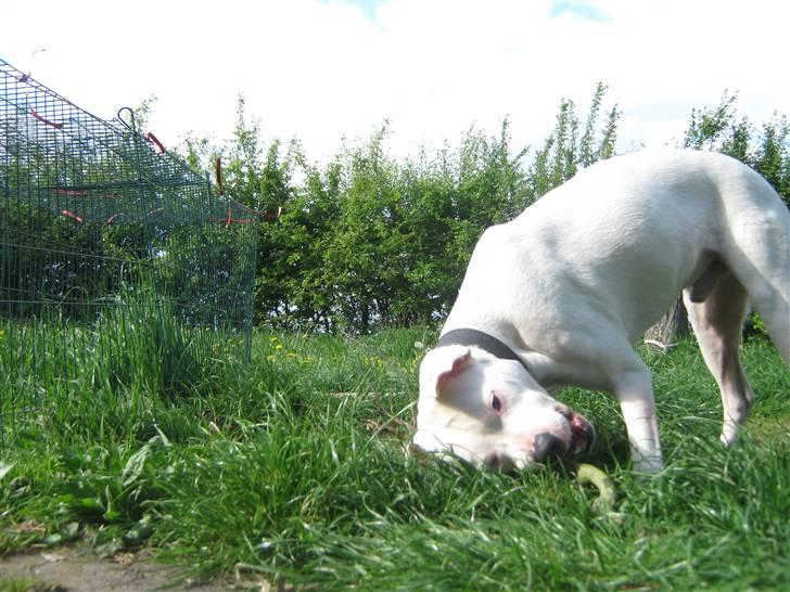 Blanding af racer Checco - Ae ae pind. <3  billede 10