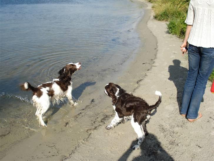 Engelsk springer spaniel Lady - Klar til at hente apporten***kast billede 14