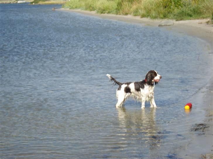 Engelsk springer spaniel Lady - Her er den billede 16